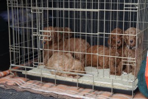 Autofahrt die Xte. Hund gewöhnt sich an Alles.